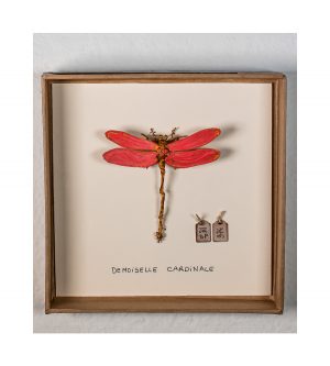 Demoiselle cardinale